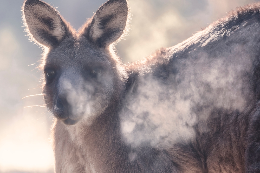 Kangaroo Breath Paint, Coming Soon